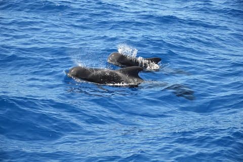 Tenerife: Avistamiento de ballenas y delfines