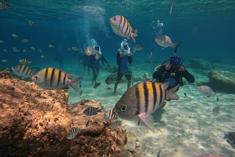 Paseo submarino Sea Trek en Tenerife – No se requiere natación