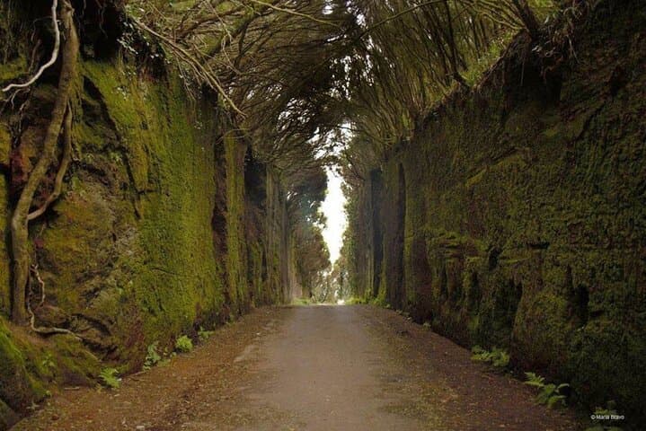 Tenerife: Santa Cruz, Anaga y La Laguna con guía incluido