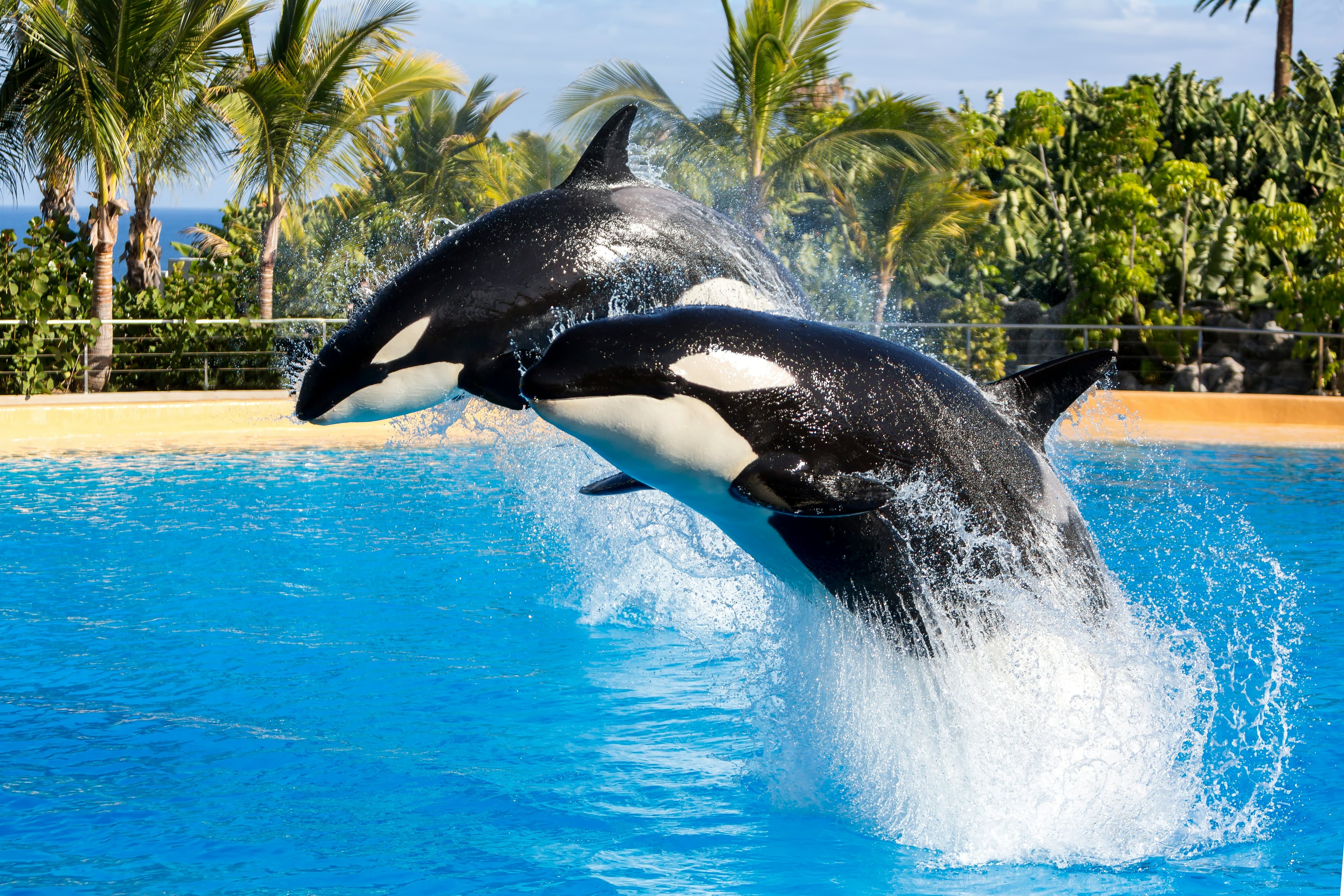 Loro Parque