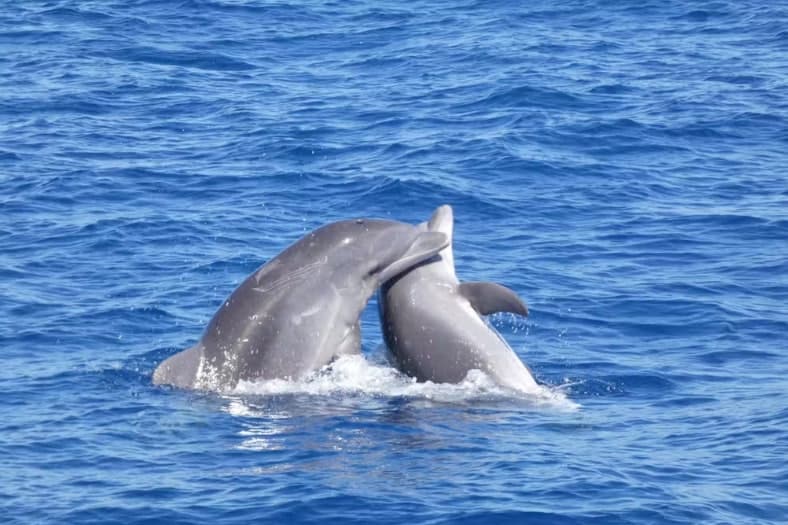 Los Cristianos Cruises