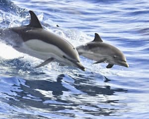 Tenerife: 3-Hour Whale & Dolphin Watching Sailboat Tour with Sandwich & Drinks