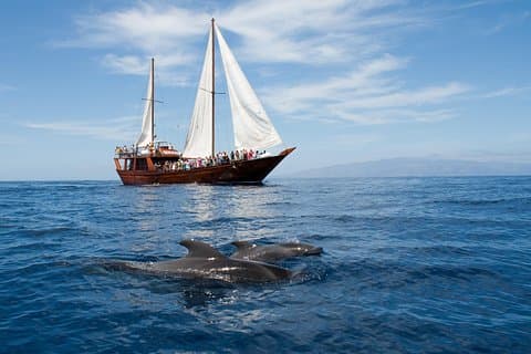 Observación respetuosa de ballenas en un barco de madera y nadar