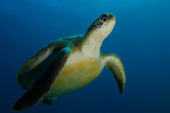 Curso PADI Advanced Open Water Diver (AOWD) - 2 días