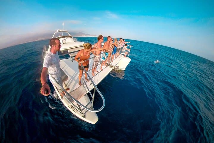 Catamarán de avistamiento de ballenas y delfines con traslado y buffet