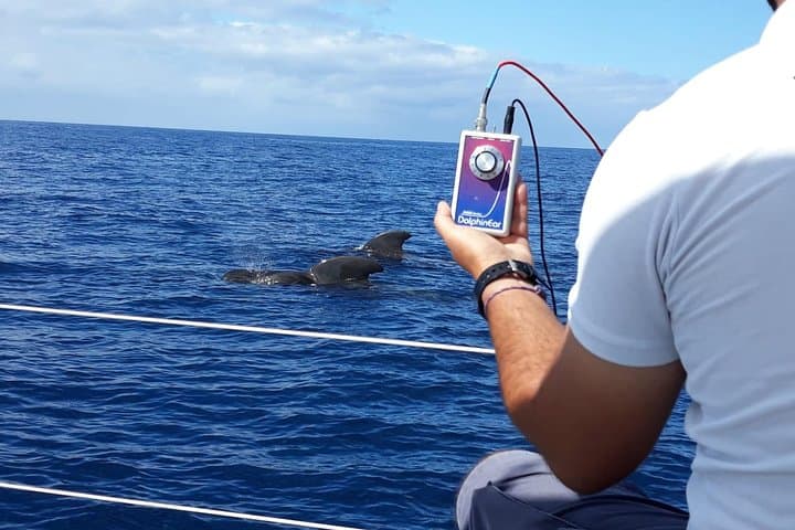 Tour privado en yate con avistamiento de ballenas y delfines