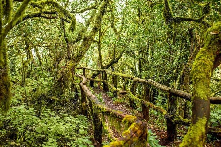 Excursión de un día a la isla de La Gomera desde Tenerife : Almuerzo y vino incluido