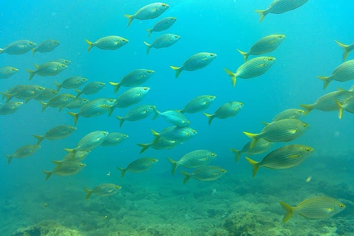 Descubre el buceo en Gran Canaria con recogida en el hotel