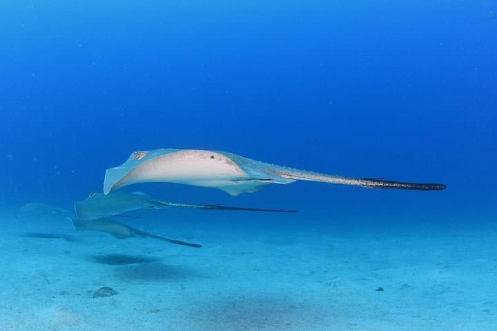 ESPECIALIDAD DE BUCEO PROFUNDO - ¡Descubre un nuevo mundo de hasta 40 metros de profundidad!
