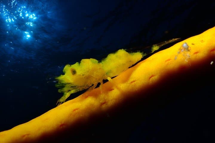 BUCEO NOCTURNO - ¡Sumérgete en la oscuridad y déjate llevar por su serenidad!