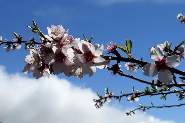 Ruta de los almendros en flor de día completo en Tenerife