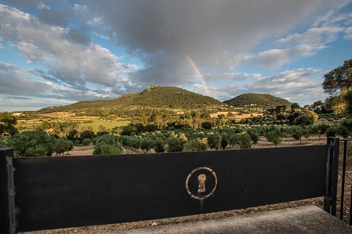 Treurer Tour al olivar y almazara, cata de aceite y snack
