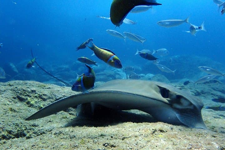 Scuba Adventure – 2 inmersiones guiadas desde nuestro barco en Tenerife
