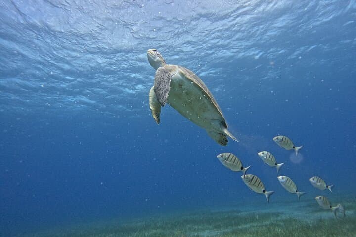 Snorkel en grupos pequeños en la bahía de Abades con guía autorizado