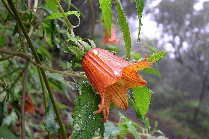 Tenerife Private Guided Tour: Parque Rural de Anaga