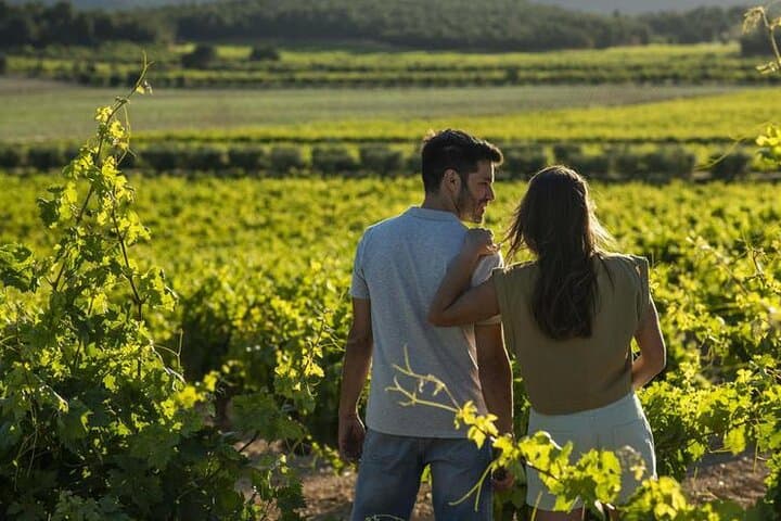 Visita un viñedo de Valencia con cata de vinos, cava y aperitivo
