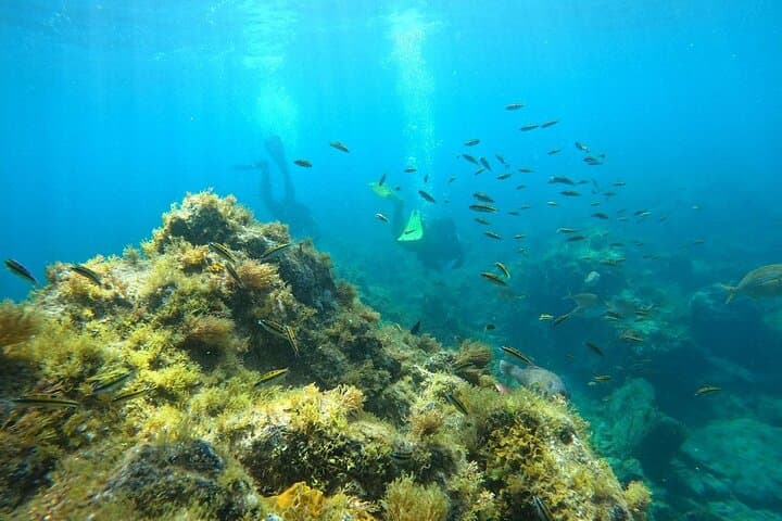 Buceo en Tortuga y Rayas