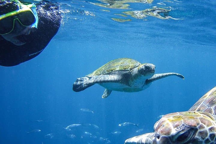 Visita guiada de snorkeling en Tenerife con equipo
