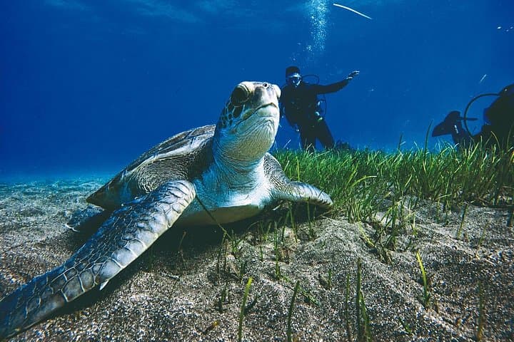 Certificación PADI de Buceo en Aguas Abiertas Puerto Colón