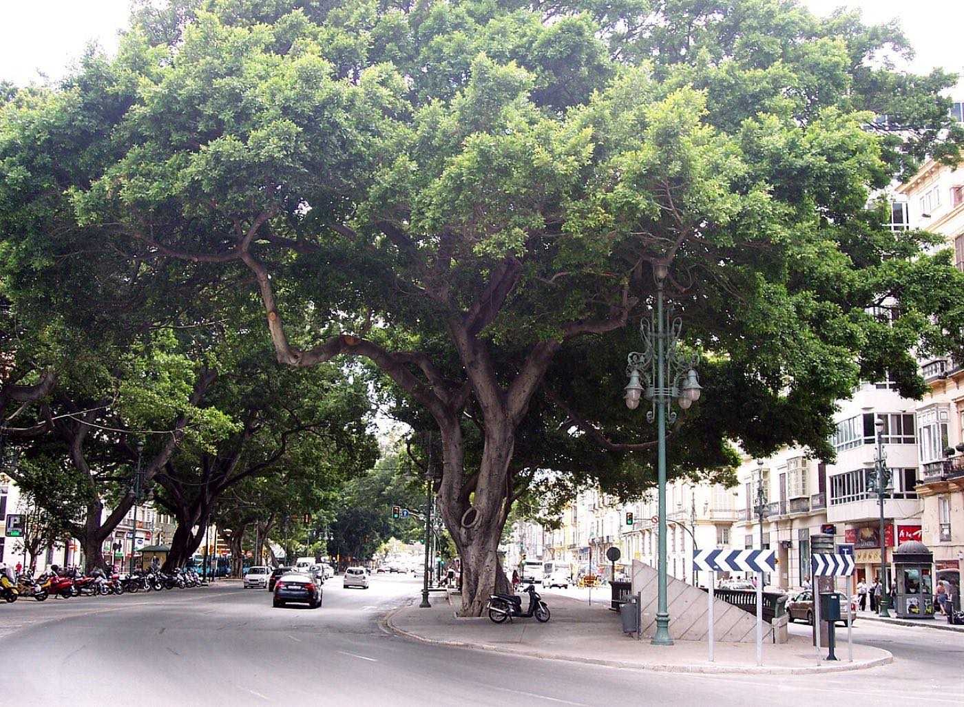 Tragatá Málaga